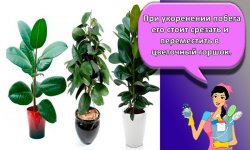 Правила посадки и ухода за фикусом в домашних условиях, нюансы полива